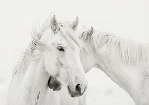 Two Affectionate Mares in a Serene Moment