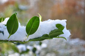 Winter van Henk de Boer