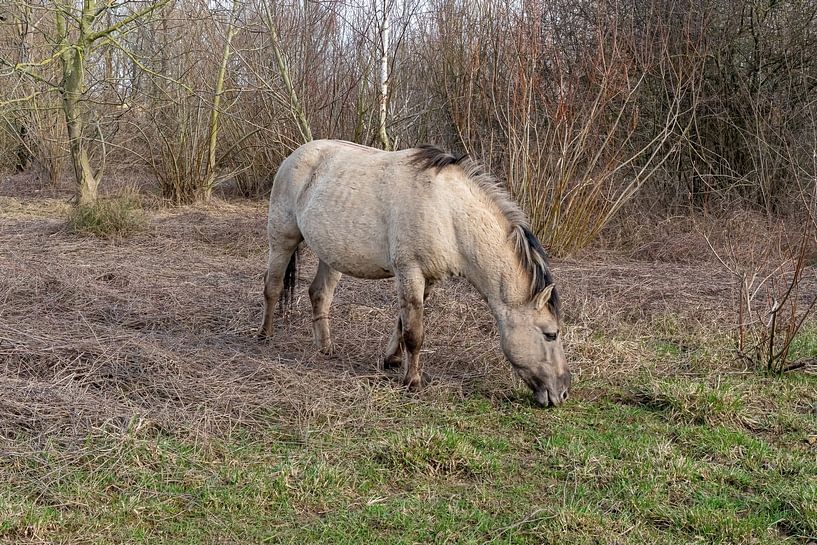 Konik horse near Nijmegen by Merijn Loch