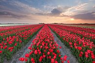 Zonsondergang in Zijldijk par Ron Buist Aperçu