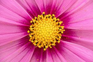 Het bloemenhart van Cosmea van Ron Poot