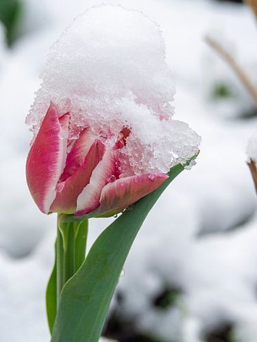 Tulip in the snow