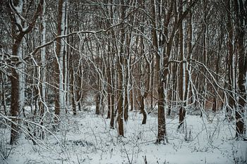 Besneeuwde Bomen in WIlhelminapark