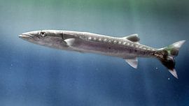 Atlantischer Stör : Tierpark Blijdorp von Loek Lobel