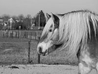 Zwartwit Paard