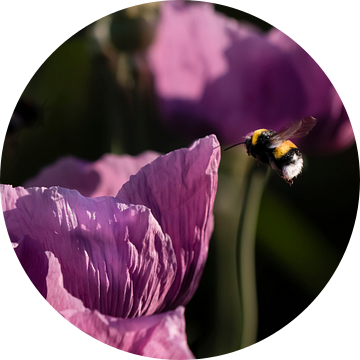 Vliegende hommel bij lilla papaver - Close-up