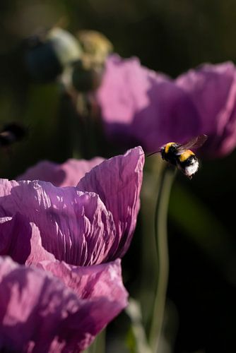 Flying bumblebee at lilla poppy - Close-up