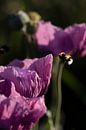 Vliegende hommel bij lilla papaver - Close-up van Marianne van der Zee thumbnail