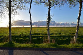 Polder landscape with four birch trees by Erik Buitenhuis