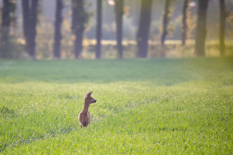 Ree in the early morning by Marjolijn Barten