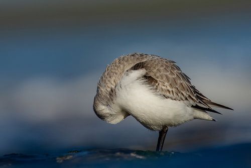 Sanderling