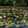 Water lilies in pond by DuFrank Images