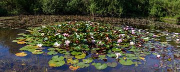 Water lilies in pond