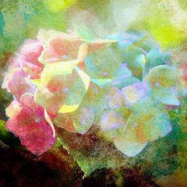 Hydrangea 2020 by Andreas Wemmje