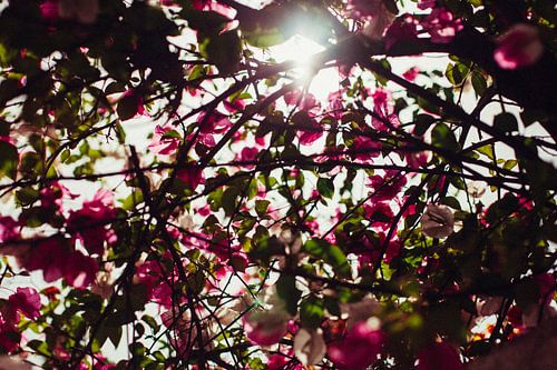 Ein Meer von Blumen von Louise van Gend