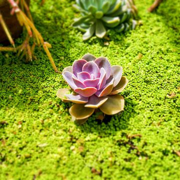 Vegetable plant on green background by Wout van den Berg