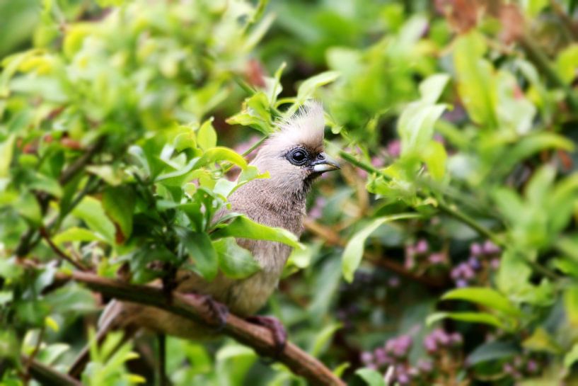 Südafrikanischer Mäusevogel von Elena Moli