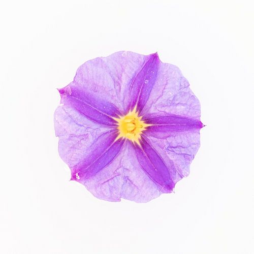 Purple flower solanum with yellow heart