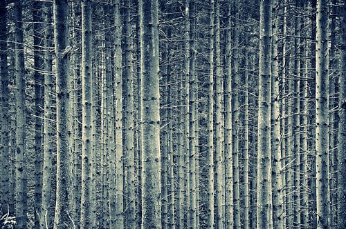 Bomen van Alice Sies