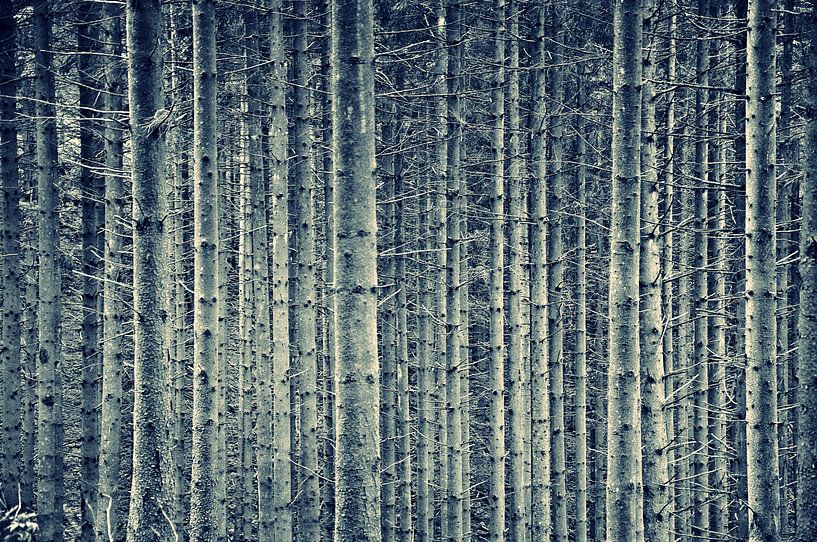 Bäume von Alice Sies