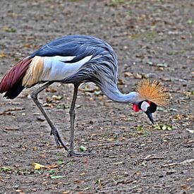 Majestätischer grau gekrönter Kranich im Herbstdekor von Jose Lok