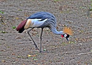 Majestueuze grijze kroonkraanvogel in herfstdecor