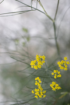 L'aneth en fleurs