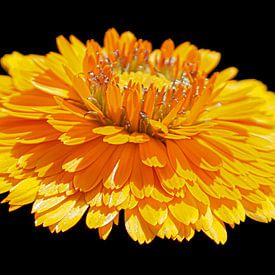 Gelbe Blume von Masselink Portfolio
