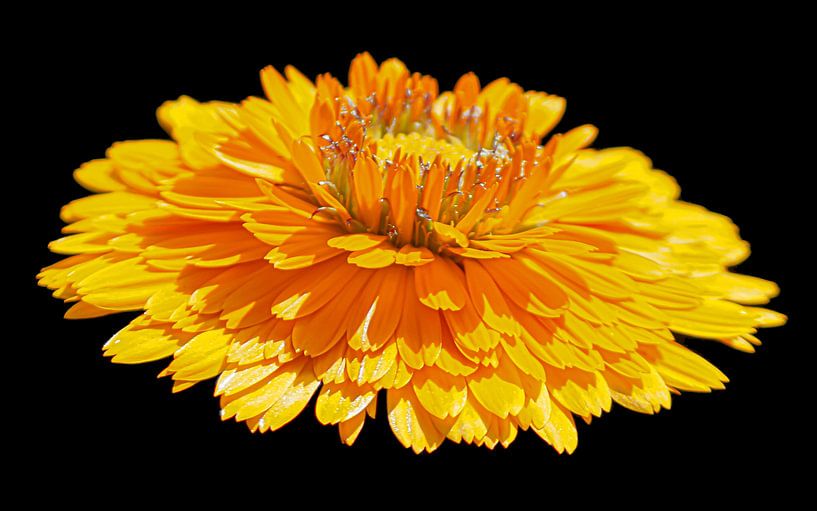 Gele bloem van Masselink Portfolio