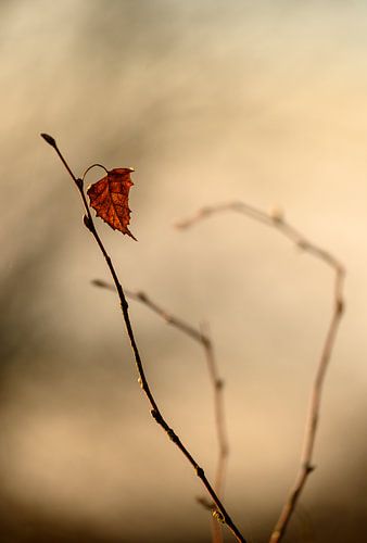 Een herfstblad eenzaam hangend aan een tak