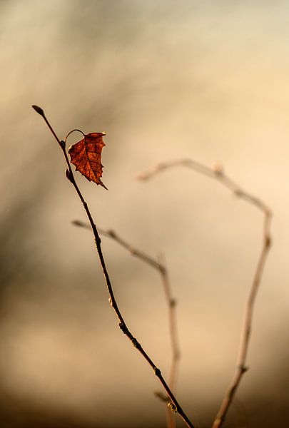 Une feuille d'automne accrochée solitairement à une branche par Miranda Palinckx