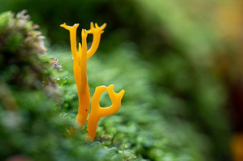 Coral mushroom in the shape of hand