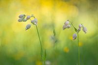 blaassilene