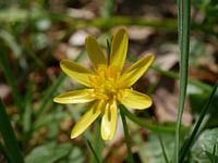 Speenkruid in de zon