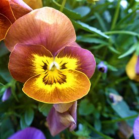 Gezicht van een Bloem van Daniël Majoor