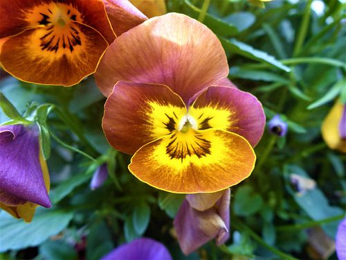 Gezicht van een Bloem