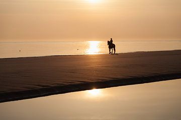 Horse and rider on beach in evening glow