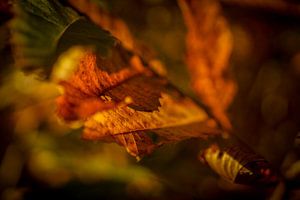 Herfstbladeren