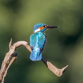 Ijsvogel van Henk bohmers