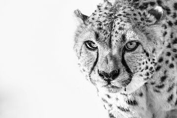 Cheetah zwart wit van Nicky Depypere
