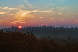Thorn, Kaapse Bossen sur Lisa Antoinette Photography