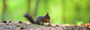 Red Eichhörnchen Panorama