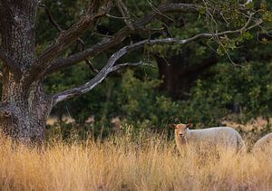 Sheep Dwingelderveld (Drenthe - Nerderland) by Marcel Kerdijk