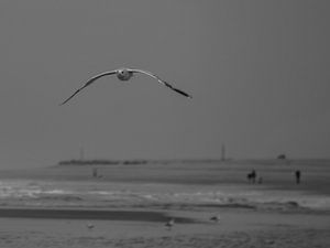 photos.