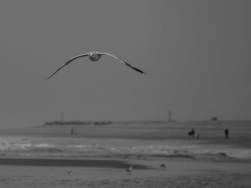 Fotos. von Karen de Geus