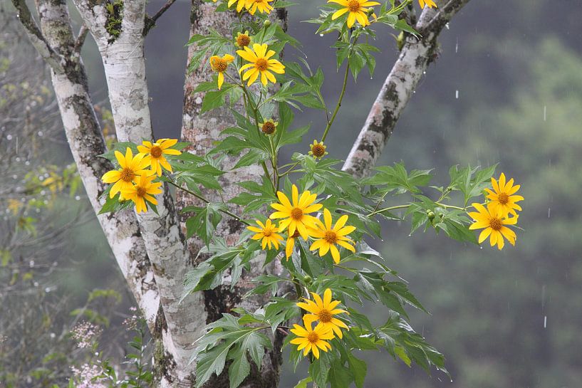 Üppige Blumen von Ronald Gruijters