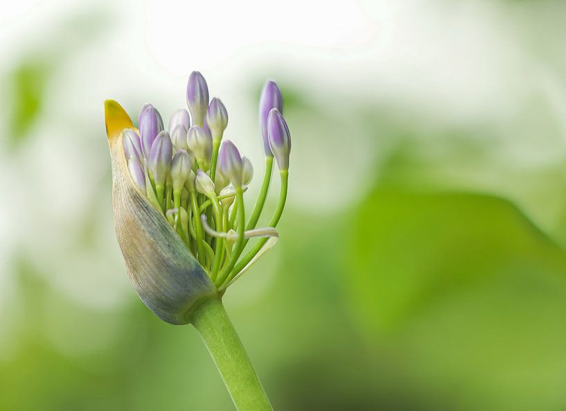 Agapanthus von Netty Kempkes