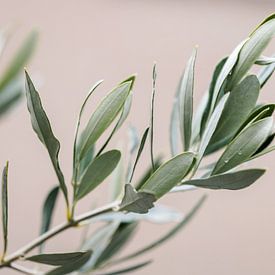 Olijfboom | olijftakken | fine art photography | botanisch van Lindy Schenk-Smit