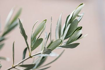 Olivier | branches d'olivier | photographie d'art | botanique sur Lindy Schenk-Smit