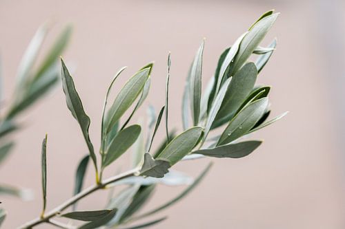 Olijfboom | olijftakken | fine art photography | botanisch